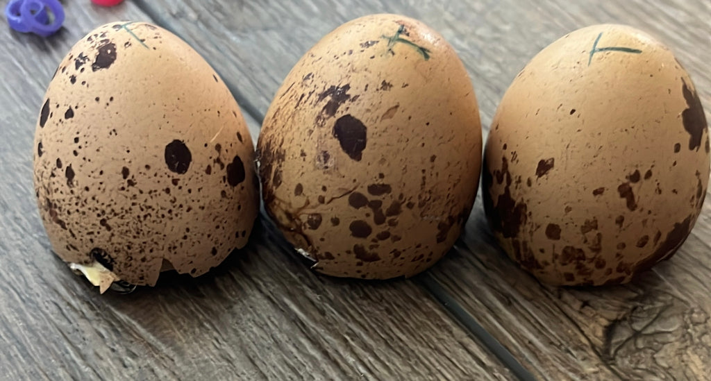 Mystery Surprise Me - Hens Choice Dozen