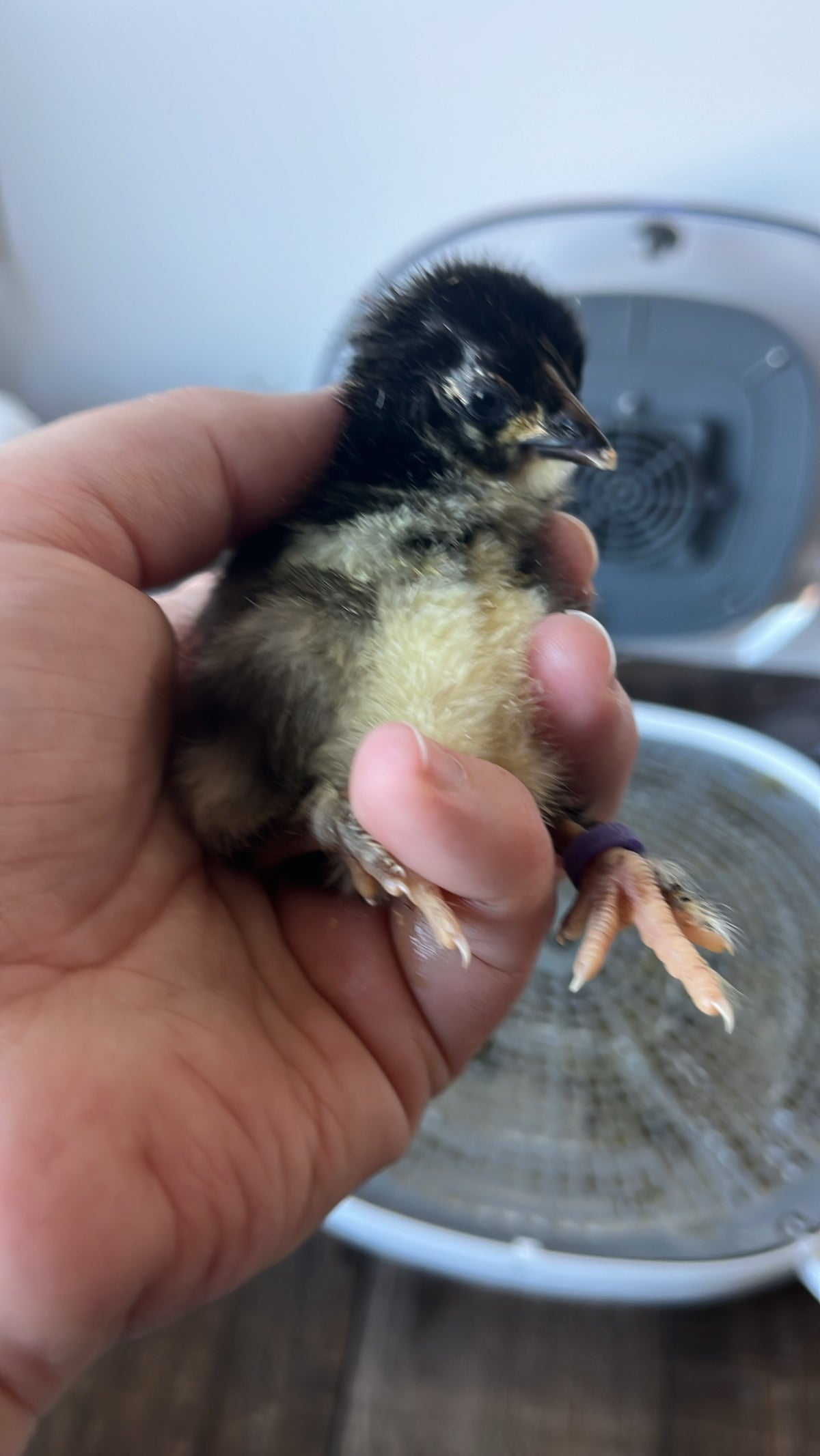 Chicks (Local Only)