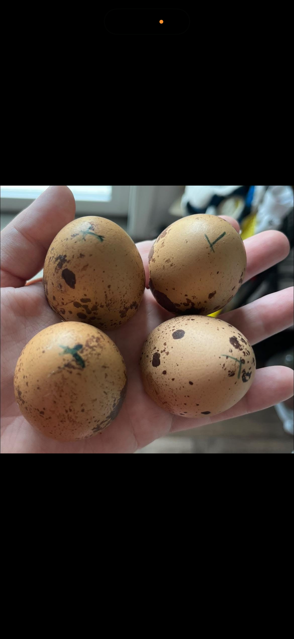 Hatching Egg Pre-Orders – Late Fall / Early Winter 2026