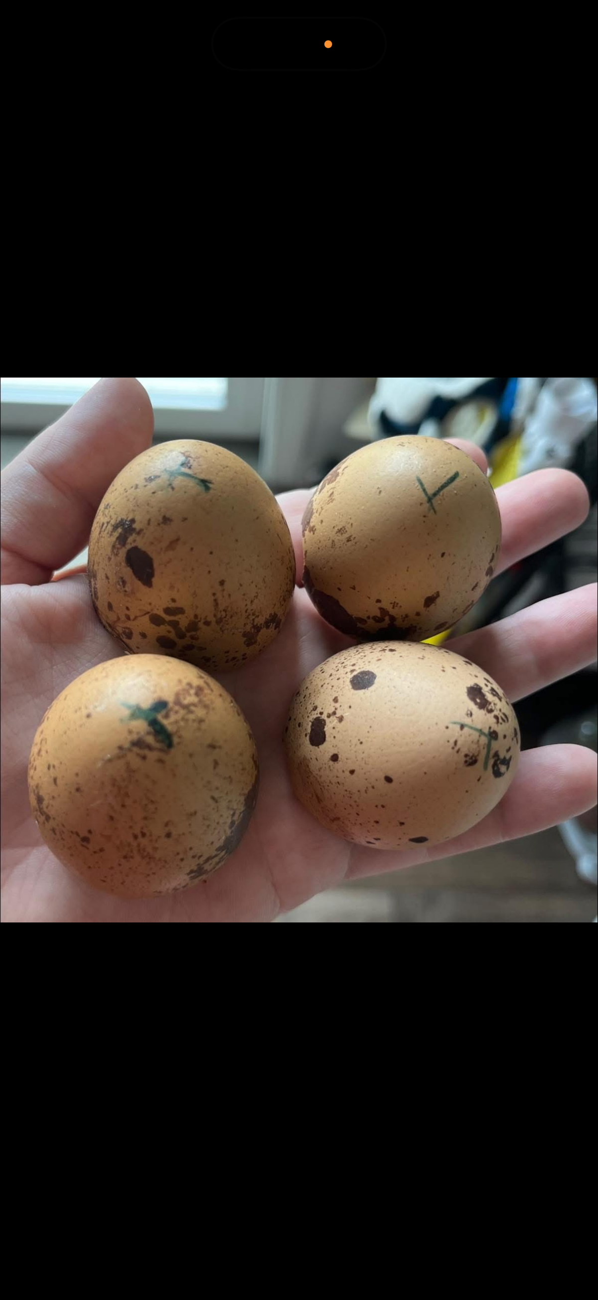 Hatching Egg Pre-Orders – Late Fall / Early Winter 2026