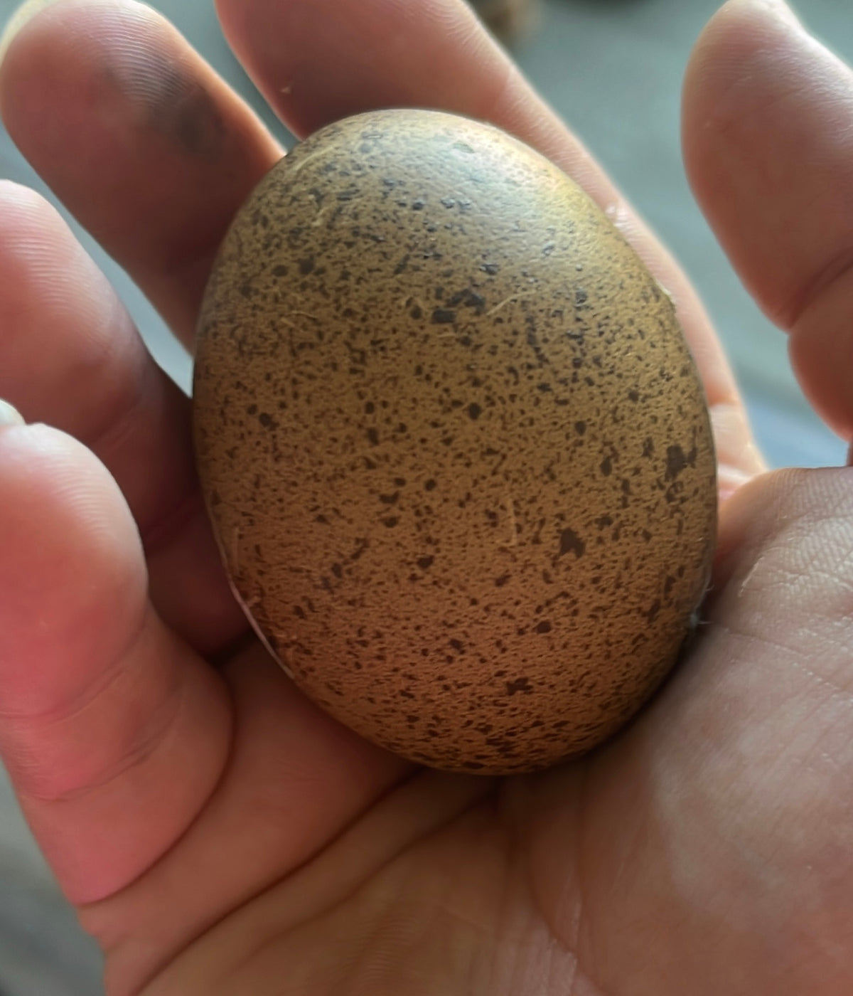 Mystery Surprise Me - Hens Choice Dozen