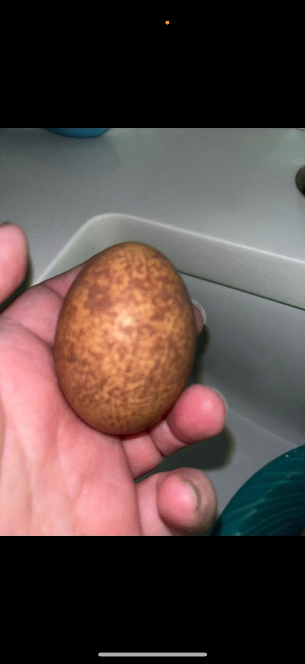 Hatching Egg Pre-Orders – Late Fall / Early Winter 2026