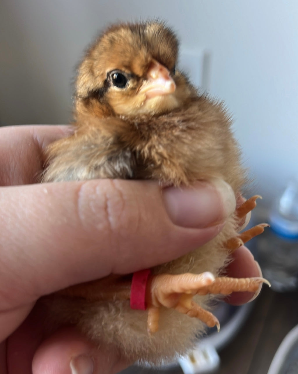 Chicks (Local Only)