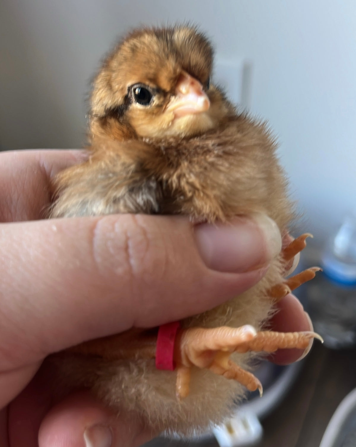 Chicks (Local Only)