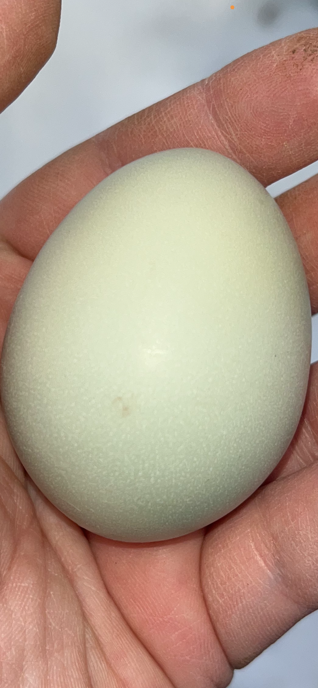 Hatching Egg Pre-Orders – Late Fall / Early Winter 2026