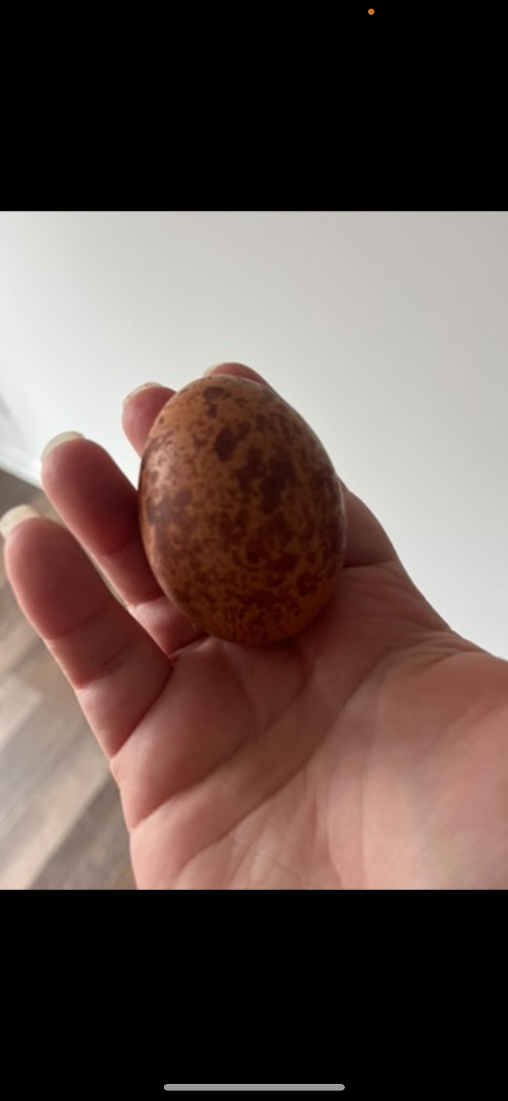 Hatching Egg Pre-Orders – Late Fall / Early Winter 2026