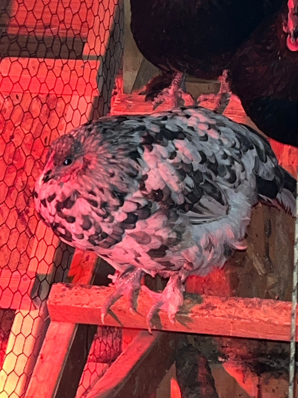 Black Copper Marans