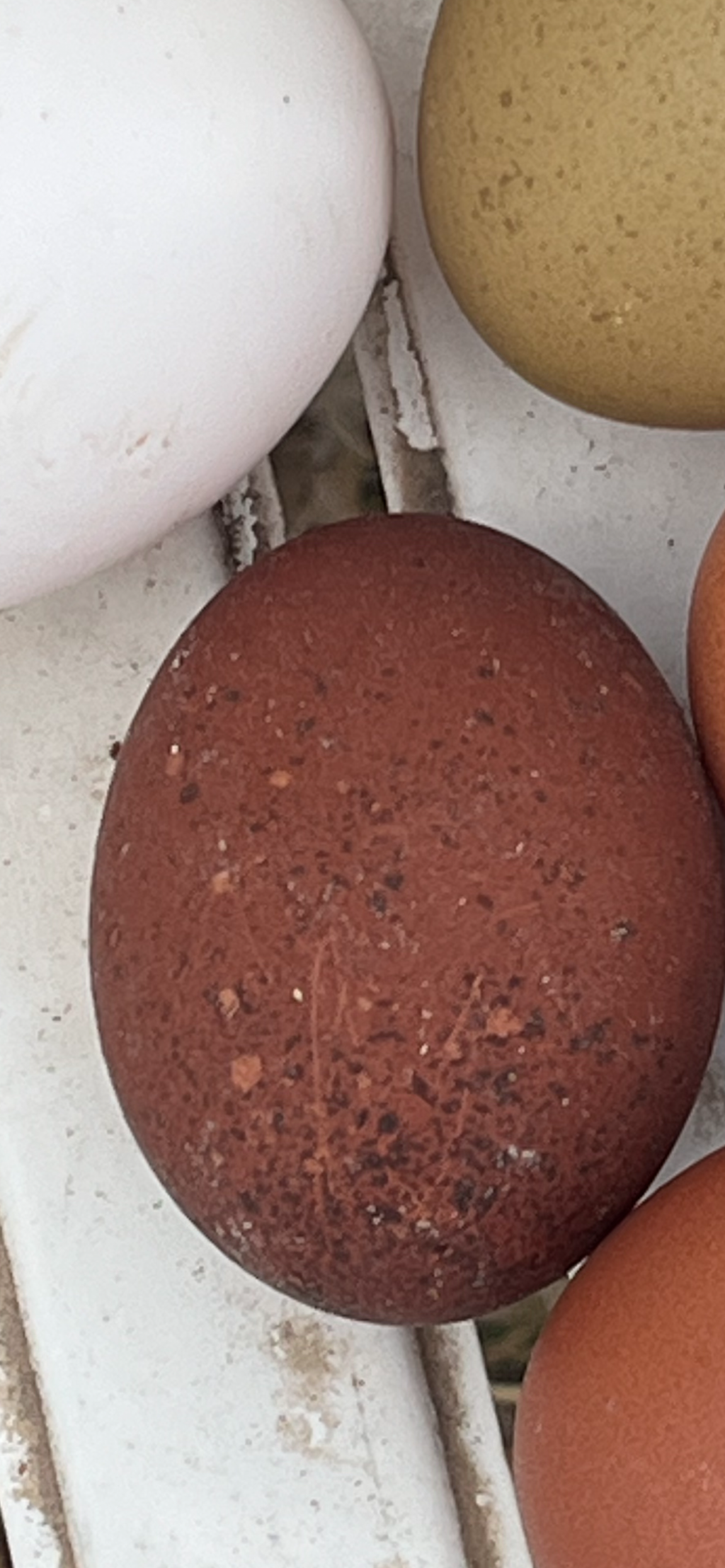 Black Copper Marans