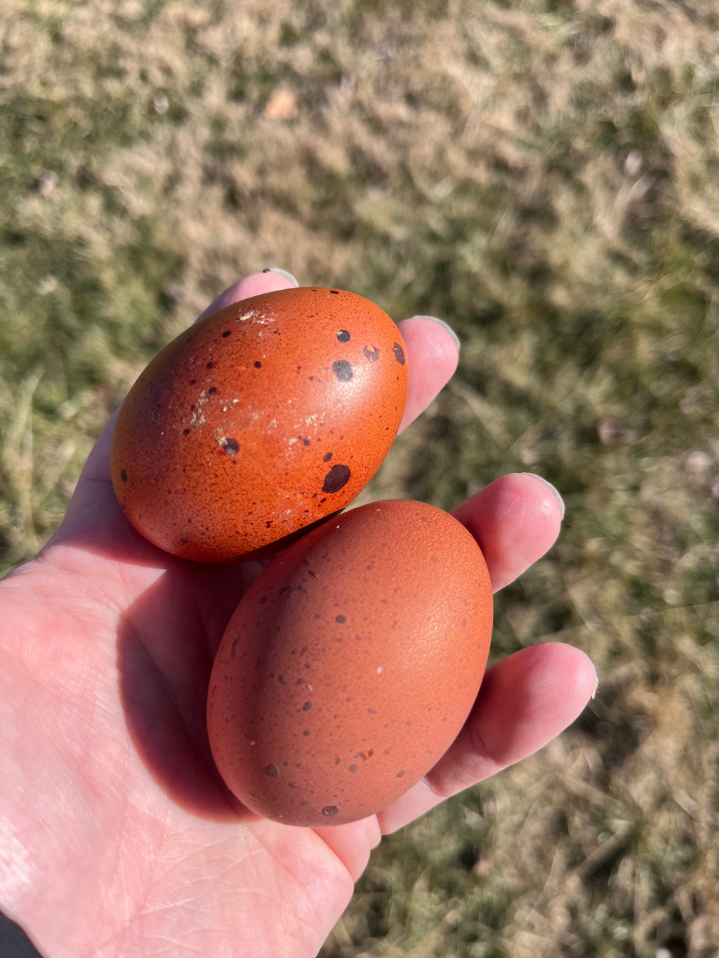 Black Copper Marans