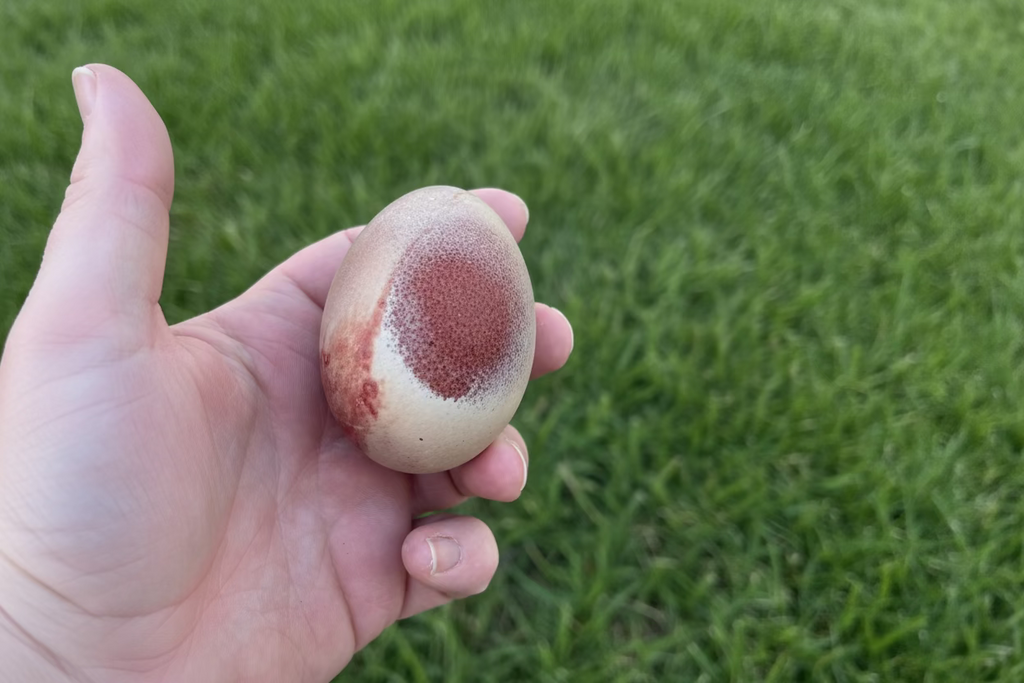 Black Copper Marans