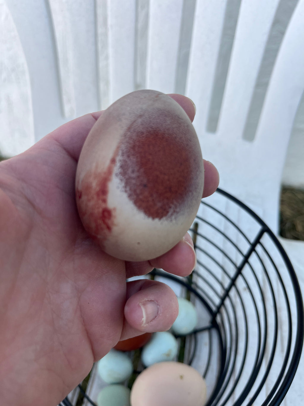 Hatching Egg Pre-Orders – Late Fall / Early Winter 2026