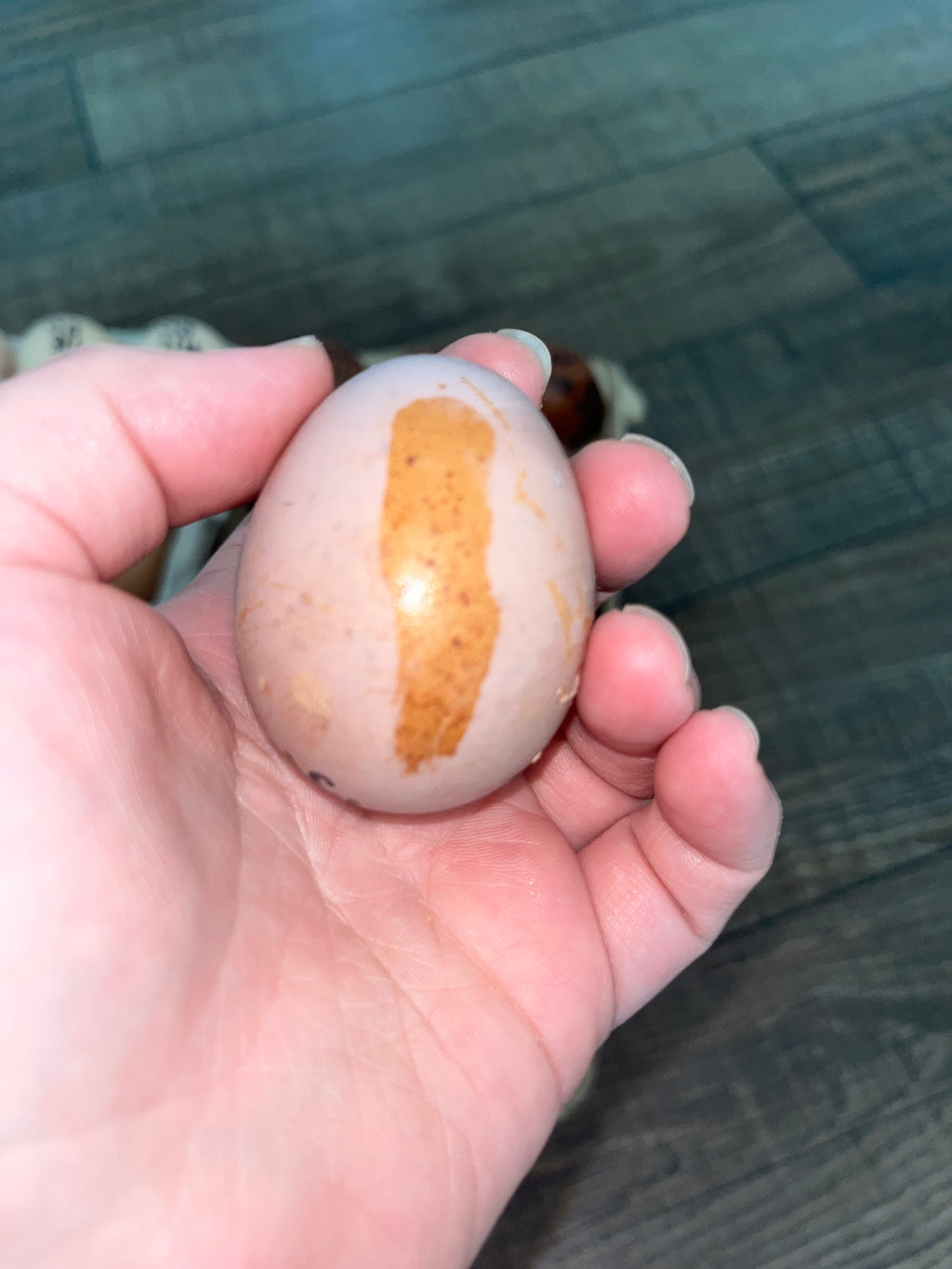 Hatching Egg Pre-Orders – Late Fall / Early Winter 2026