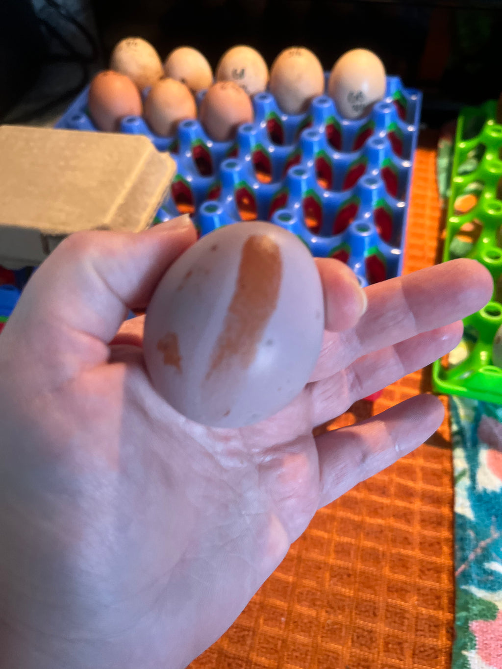 Hatching Egg Pre-Orders – Late Fall / Early Winter 2026