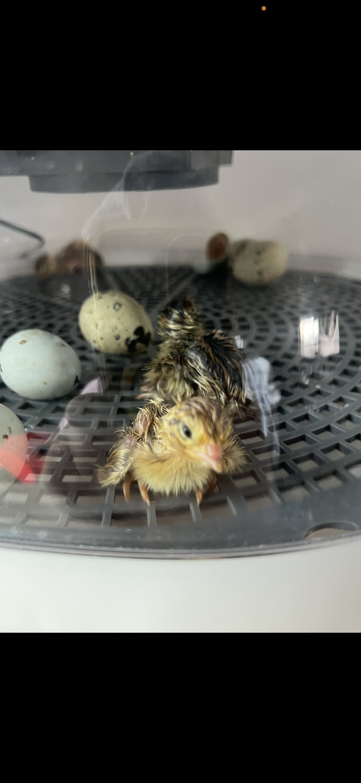Chicks (Local Only)