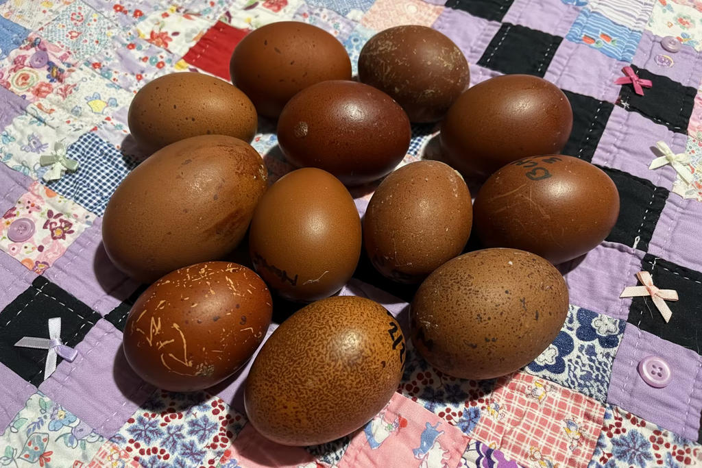 Black Copper Marans