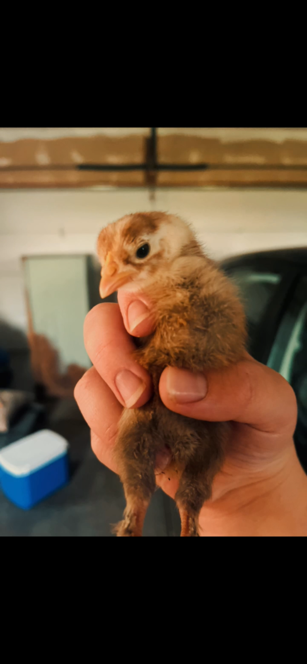 Chicks (Local Only)