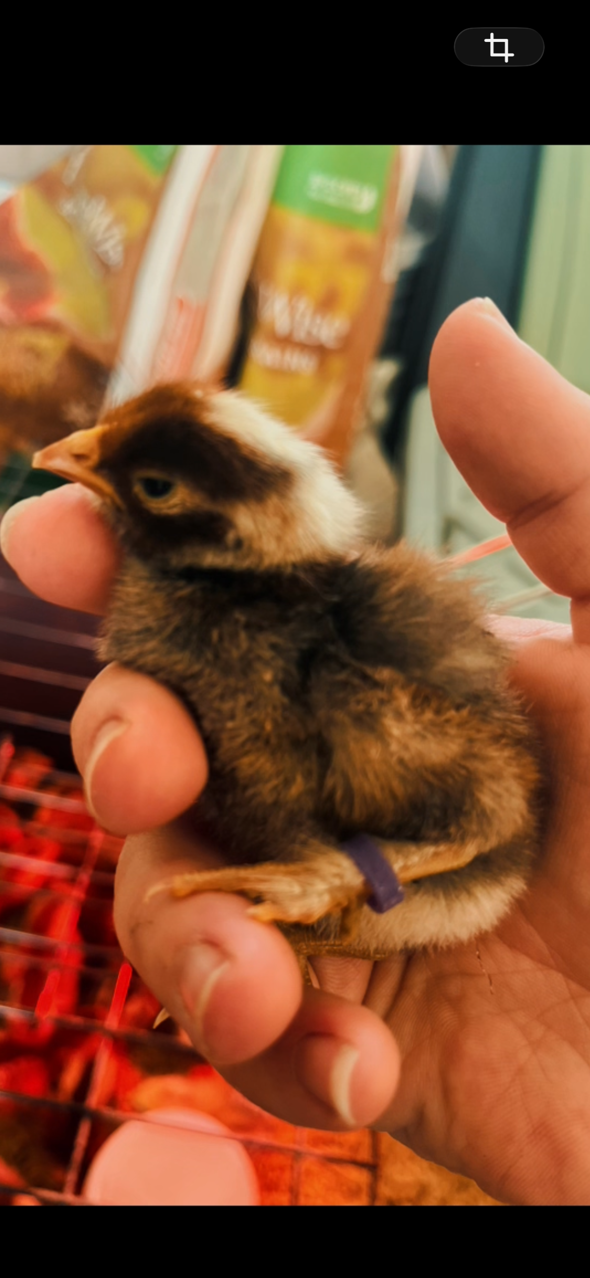 Chicks (Local Only)