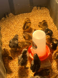 Chicks (Local Only)
