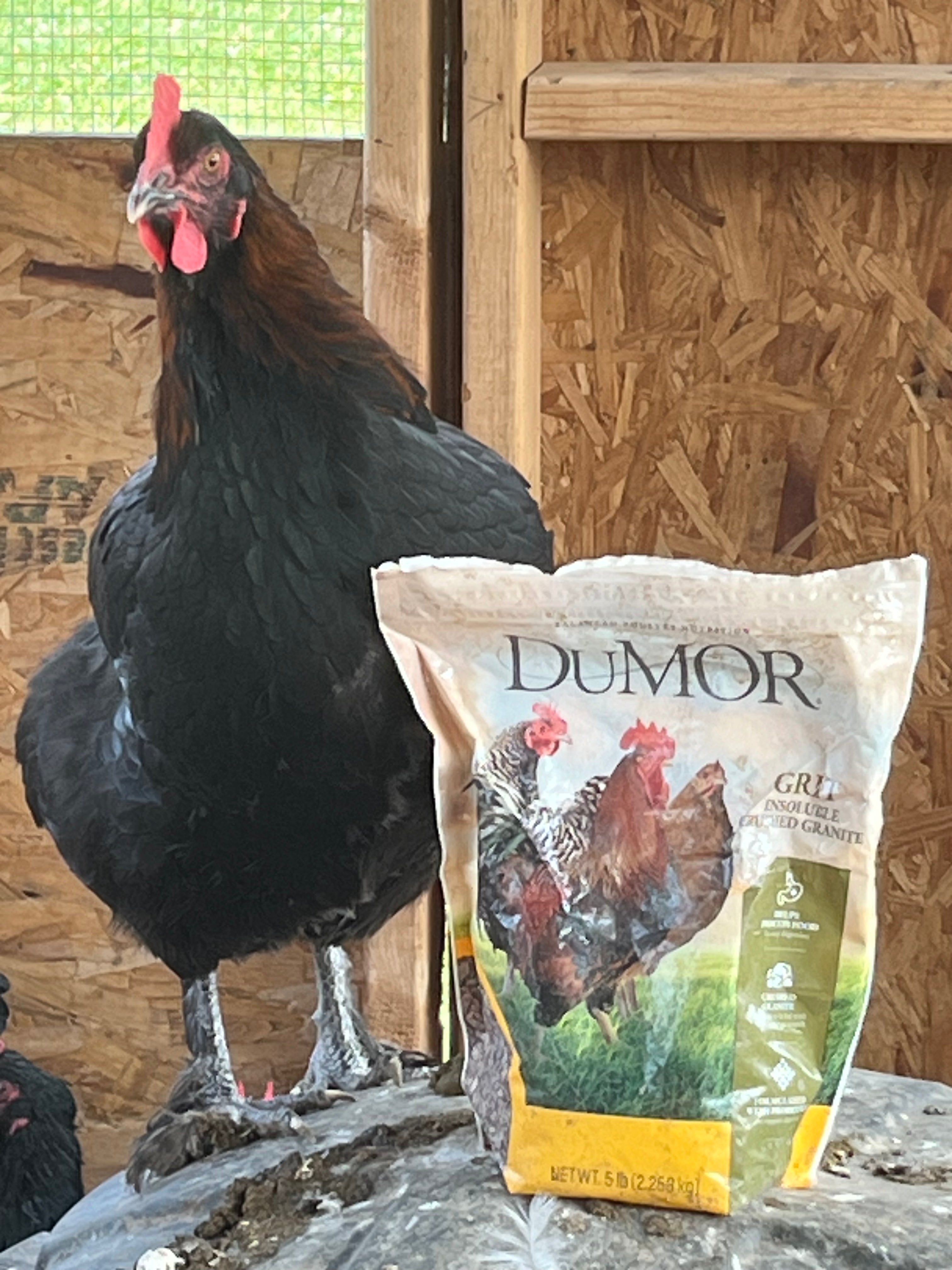 Black Copper Marans