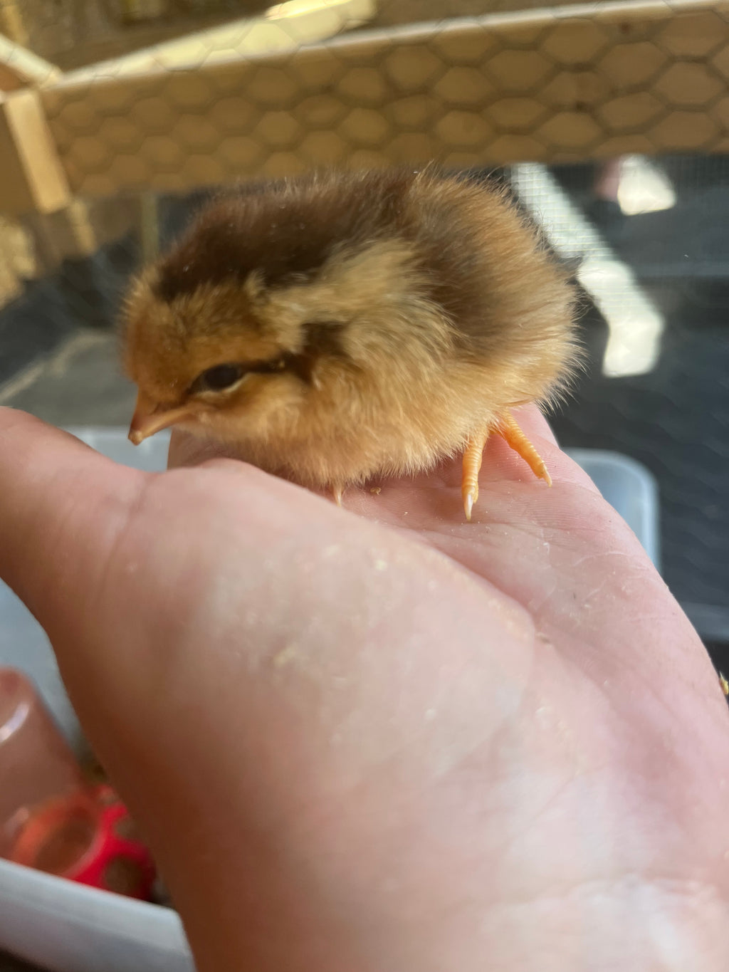Chicks (Local Only)