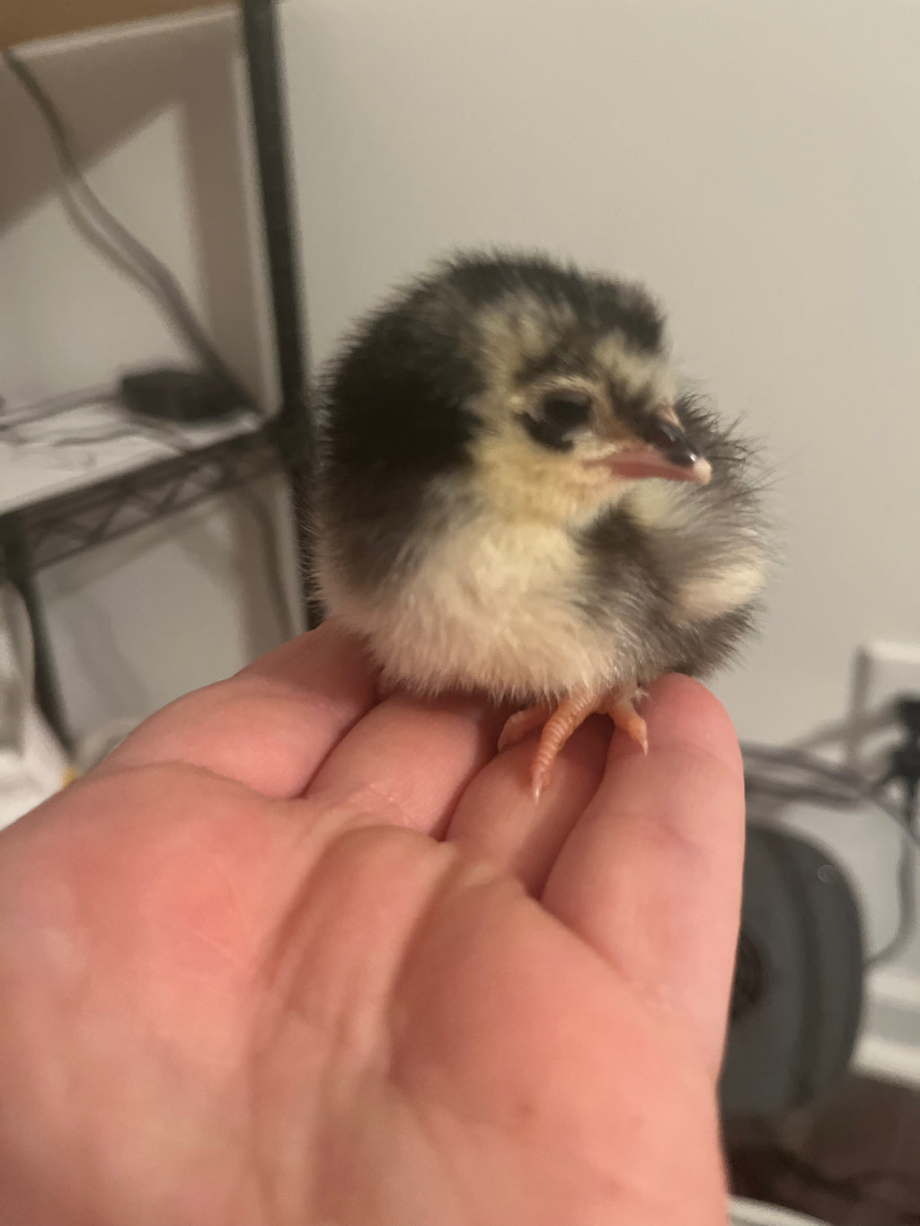 Chicks (Local Only)