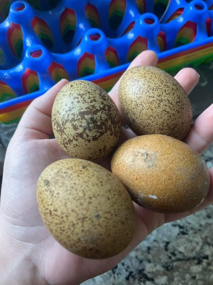 The Dotty Dozen (Speckles)