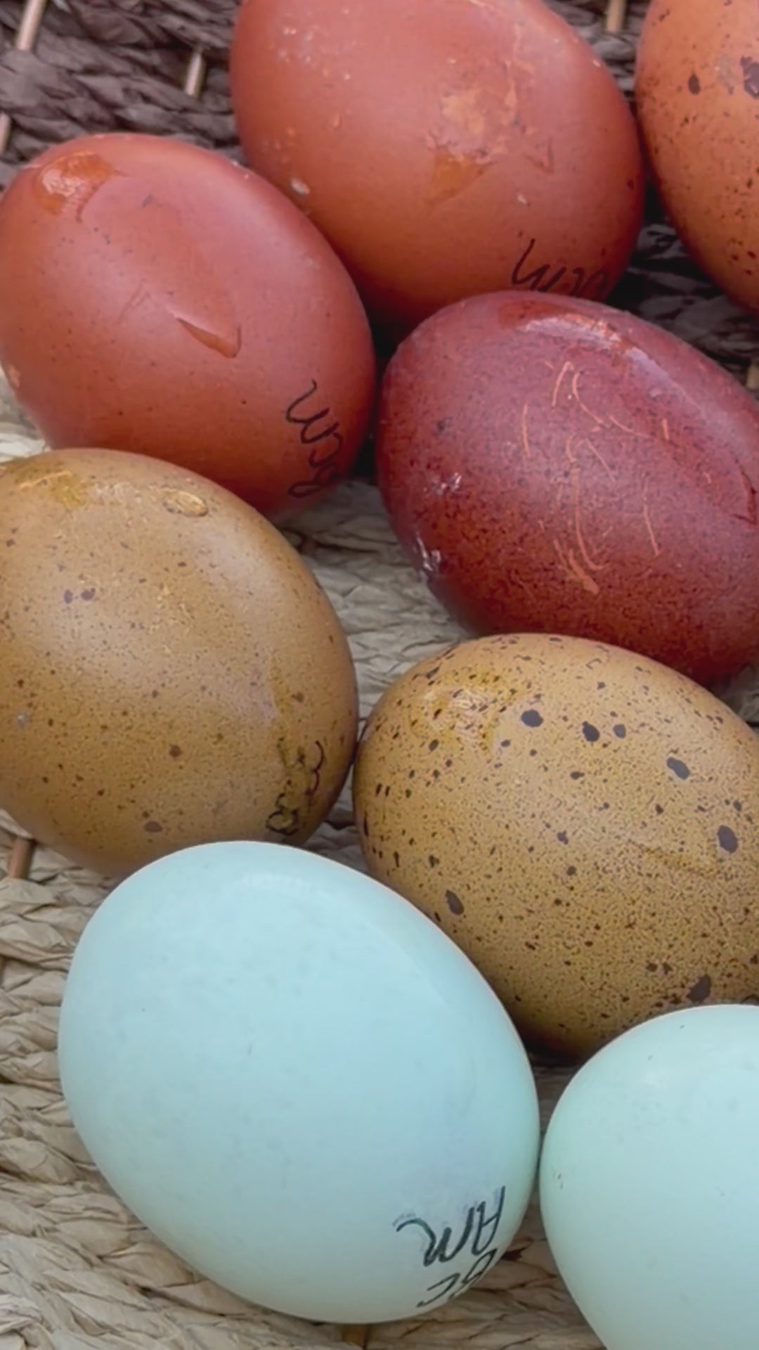 Hatching Egg Pre-Orders – Late Fall / Early Winter 2026